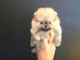 Pomerrian boo yavrularımız Sevimli Yavrular