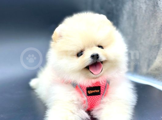 Ayı Surat Pomeranian Boo Yavru  görsel