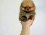 Pomerrian Boo Yavrularımız Sevimli Yavrular