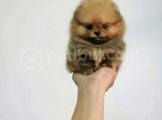 Pomerrian Boo Yavrularımız Sevimli Yavrular görsel