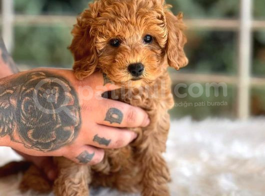 Kıpkırmızı Red Tooy Poodle Sevimli Yavrular görsel