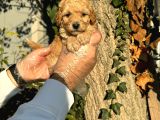 Kıpkırmızı Red Tooy Poodle Sevimli Yavrular
