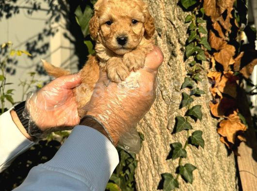 Kıpkırmızı Red Tooy Poodle Sevimli Yavrular görsel