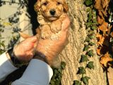 Kıpkırmızı Red tooy poodle sevimli yavrular