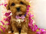 Kahve tonlu puppy kıvırcık tüylü MALTİPO CİNSİ