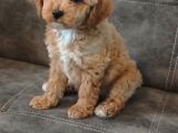 Kahve Tonlu Puppy Kıvırcık Tüylü Malti̇po Ci̇nsi̇