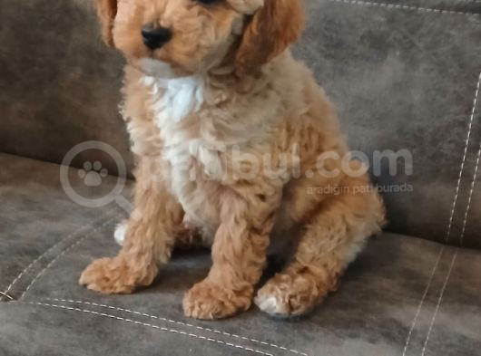 Kahve Tonlu Puppy Kıvırcık Tüylü Malti̇po Ci̇nsi̇ görsel