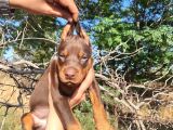 Kızıl ve siyah Doberman yavrularımız