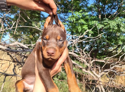 Kızıl ve siyah Doberman yavrularımız