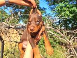Kızıl Ve Siyah Doberman Yavrularımız