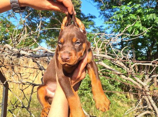 Kızıl Ve Siyah Doberman Yavrularımız görsel