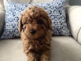 ÖZENLE BAKILMIŞ TOY POODLE