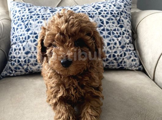 Özenle Bakılmış Toy Poodle