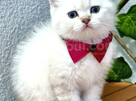 Mükemmel Kalite Safkan British Shorthair Bebek görsel