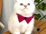 Mükemmel Kalite Safkan British Shorthair Bebek