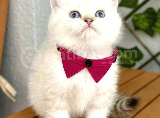 Mükemmel Kalite Safkan British Shorthair Bebek görsel