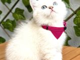 Mükemmel Kalite Safkan British Shorthair Bebek