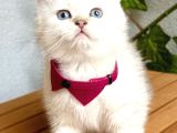 Mükemmel Kalite Safkan British Shorthair Bebek