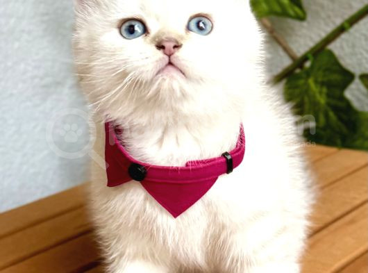 Mükemmel Kalite Safkan British Shorthair Bebek