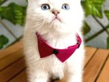 Mükemmel Kalite Safkan British Shorthair Bebek