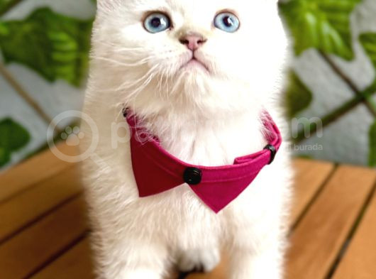 Mükemmel Kalite Safkan British Shorthair Bebek görsel