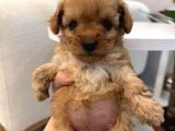 Biblo Gibi Maltipoo Yavrum