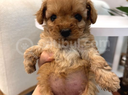 Biblo Gibi Maltipoo Yavrum görsel