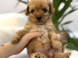 Biblo Gibi Maltipoo Yavrum