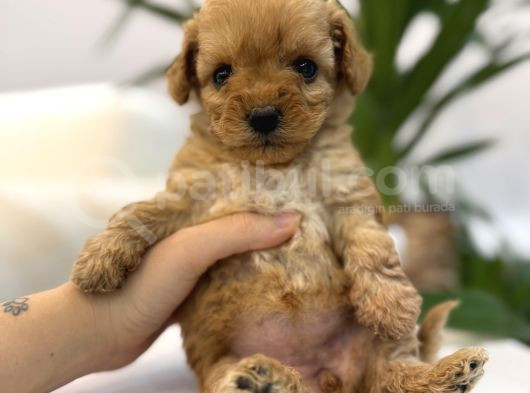 Biblo Gibi Maltipoo Yavrum görsel