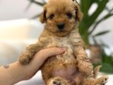 Biblo Gibi Maltipoo Yavrum