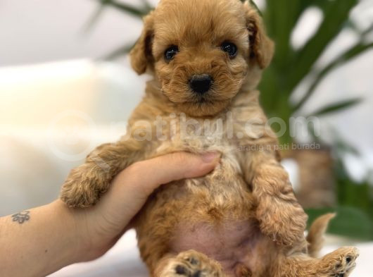 Biblo Gibi Maltipoo Yavrum görsel