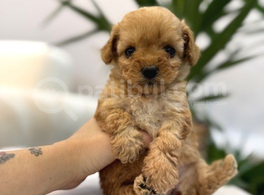 Biblo Gibi Maltipoo Yavrum