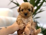 Biblo Gibi Maltipoo Yavrum