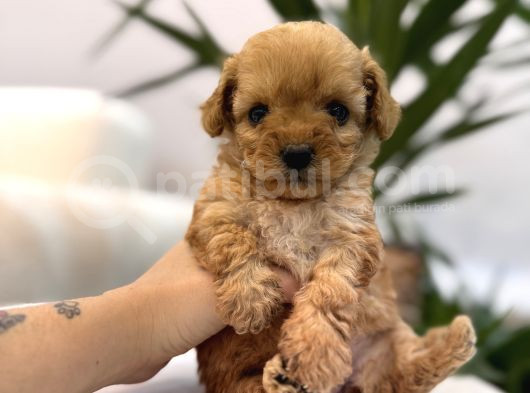 Biblo Gibi Maltipoo Yavrum görsel