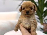 Biblo Gibi Maltipoo Yavrum