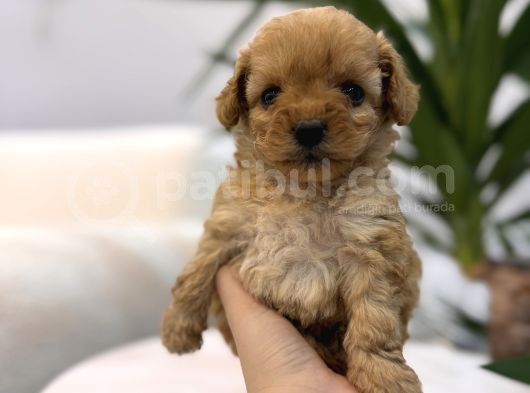 Biblo Gibi Maltipoo Yavrum görsel