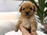 Biblo Gibi Maltipoo Yavrum
