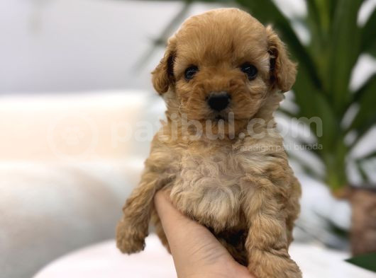 Biblo Gibi Maltipoo Yavrum görsel