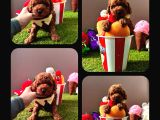 Irk Ve Sağlık Garantili Toy Poodle