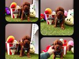 Irk ve Sağlık Garantili Toy poodle