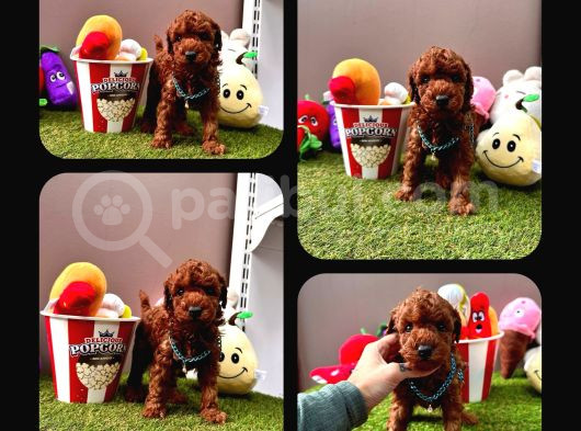Irk Ve Sağlık Garantili Toy Poodle