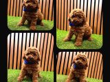 Irk Ve Sağlık Garantili Toy Poodle