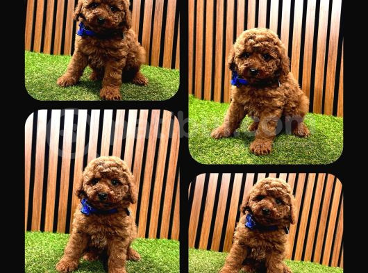 Irk Ve Sağlık Garantili Toy Poodle görsel