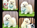 Irk ve Sağlık Garantili pomeranian