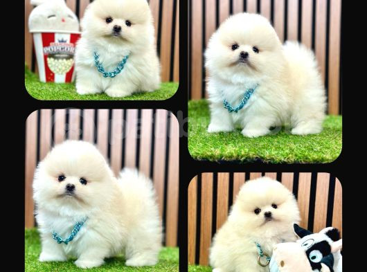 Irk Ve Sağlık Garantili Pomeranian