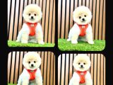 Irk Ve Sağlık Garantili Pomeranian