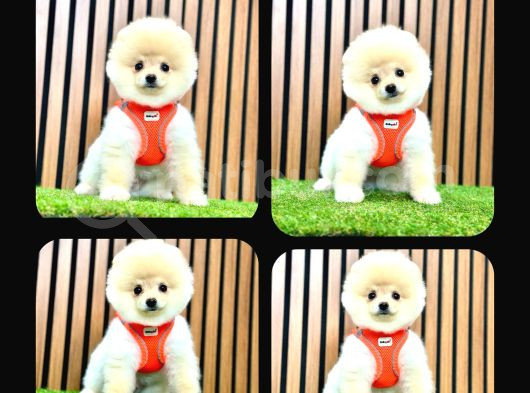 Irk Ve Sağlık Garantili Pomeranian görsel