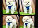 Irk Ve Sağlık Garantili Pomeranian