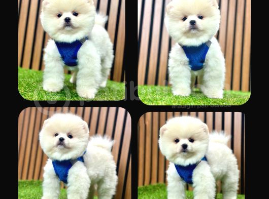 Irk Ve Sağlık Garantili Pomeranian görsel