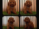 Irk Ve Sağlık Garantili Toy Poodle